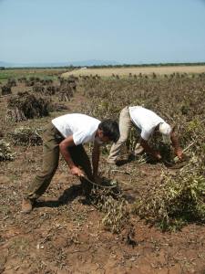 La Festa della Pesatura delle Fave di Carpino