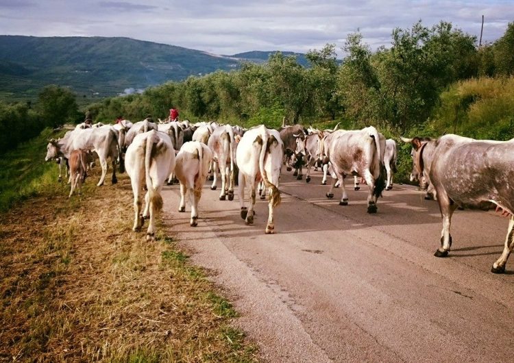 13062175_10154778102980968_8185085264517064277_n